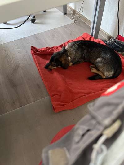 Hund kommt kaum zur Ruhe-Beitrag-Bild