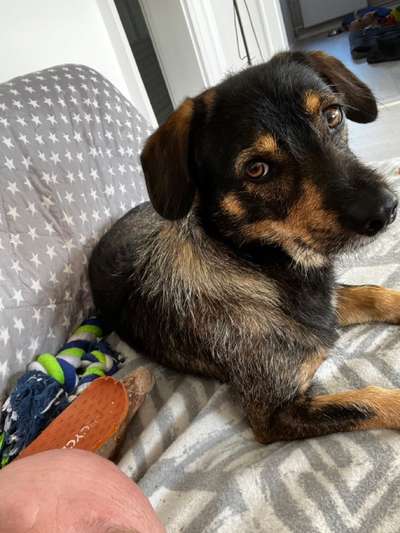 TierschutzhundeStammtisch🐕-Beitrag-Bild