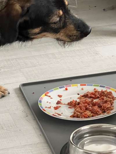 Zeigt her Eure Futternäpfe-Beitrag-Bild