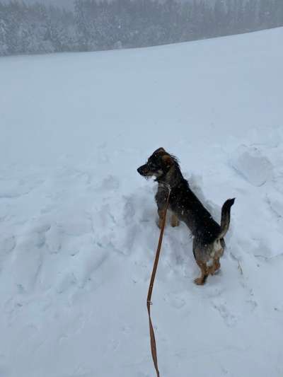 Schneehund-Beitrag-Bild