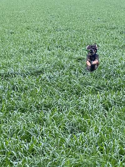 5. Hund im hohen Gras-Beitrag-Bild