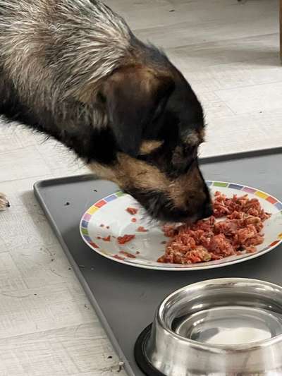 Zeigt her Eure Futternäpfe-Beitrag-Bild