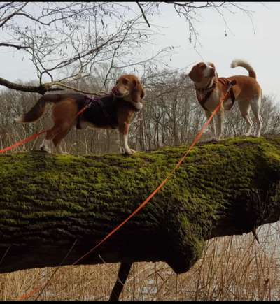 Die Dogorama Wochen Challenge-Beitrag-Bild