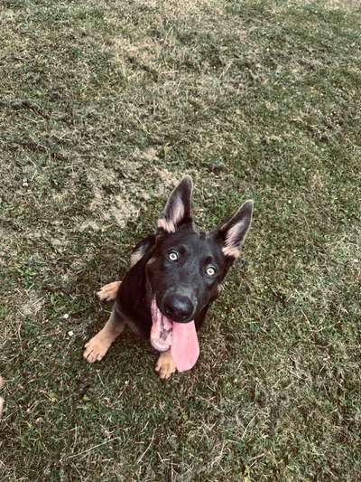 Tongue Out Tuesday-Beitrag-Bild