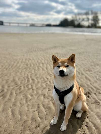Shiba - Eltern-Beitrag-Bild