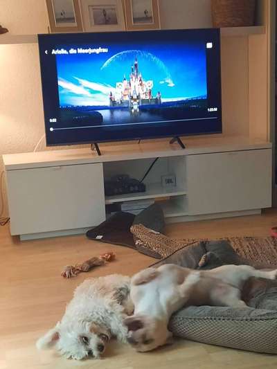 Bester Freund, Hundekumpel - zeigt her!-Beitrag-Bild