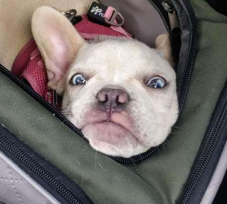 Lustigsten Grimassen von euren Hunden-Beitrag-Bild