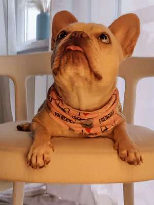 Foto's und Hundemodels-Beitrag-Bild