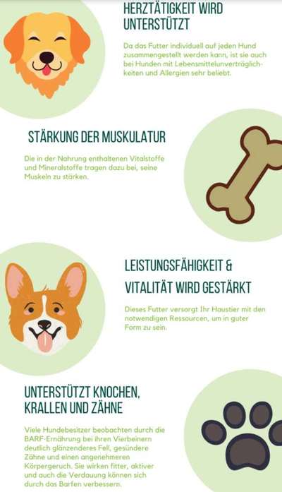 Das richtige Futter für Frenchies?-Beitrag-Bild