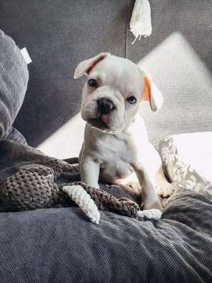 Welpen Bilder !-Beitrag-Bild