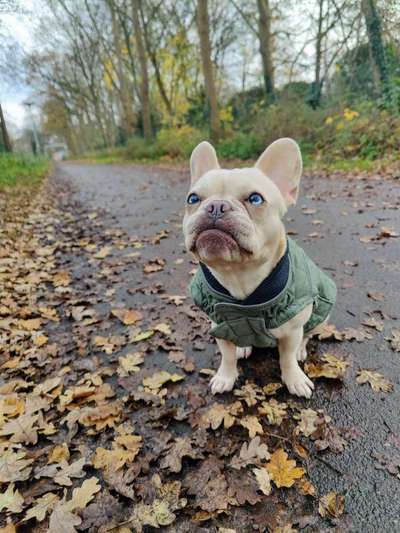 Zeigt mal die schönsten Bilder von euren Hunden !-Beitrag-Bild