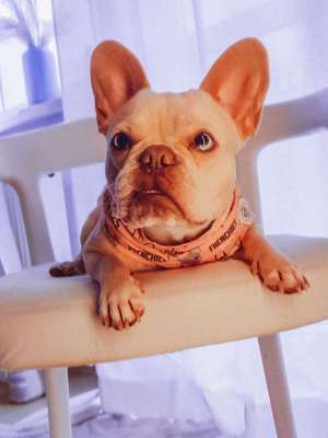 Foto's und Hundemodels-Beitrag-Bild