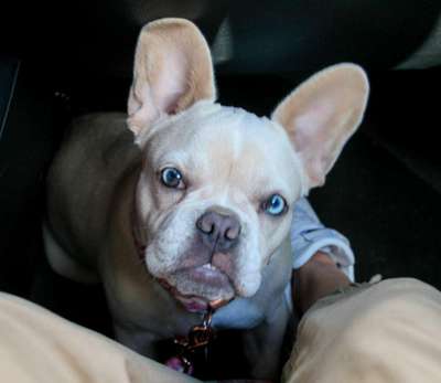 Zeigt mal die schönsten Bilder von euren Hunden !-Beitrag-Bild