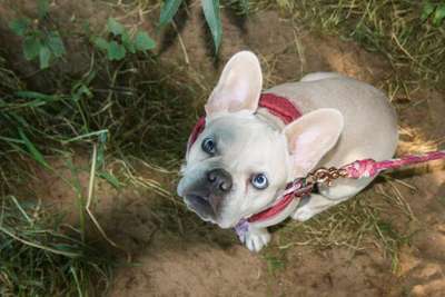 Zeigt mal die schönsten Bilder von euren Hunden !-Beitrag-Bild