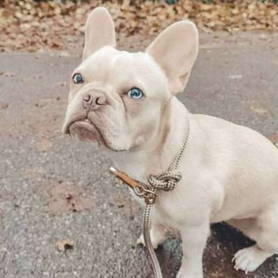 Zeigt mal die schönsten Bilder von euren Hunden !-Beitrag-Bild