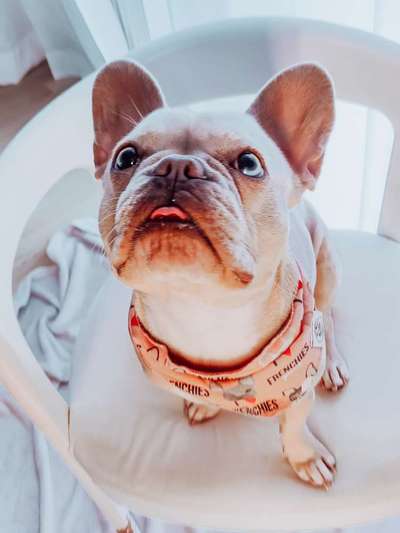 Französische Bulldoggen-Beitrag-Bild