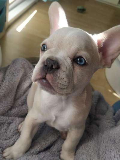 Welpen Bilder !-Beitrag-Bild