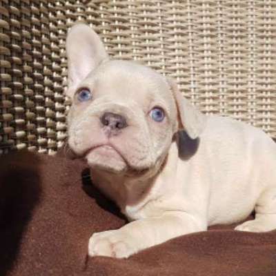 Welpen Bilder !-Beitrag-Bild