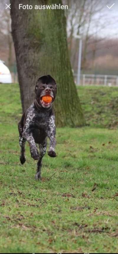 Fotochallenge 66 ~ Rennaction -Zeig deinen Hund im Lauf-Beitrag-Bild