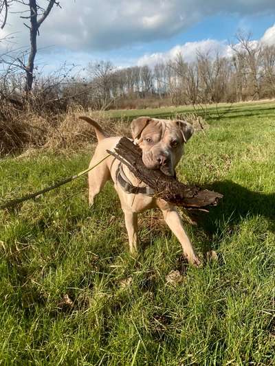 Hundetreffen-Suchen Spiel- und Trainingsbuddies-Bild