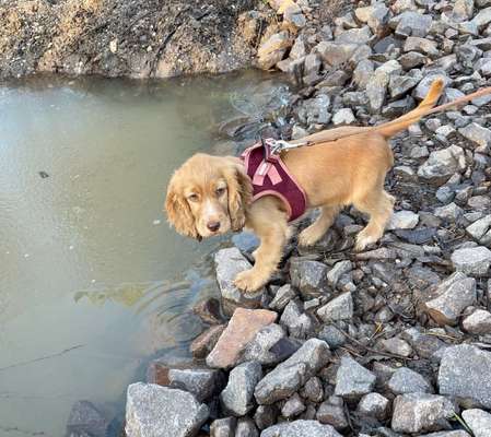 Hundetreffen-Welpentreffen in ,um Markkleeberg-Bild