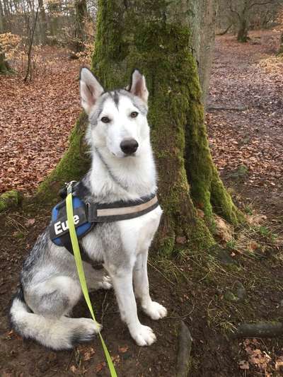 Husky-Beitrag-Bild