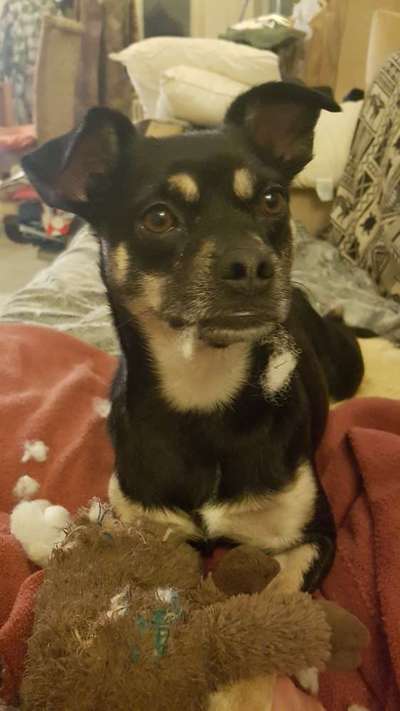 Reinrassige Hunde?-Beitrag-Bild