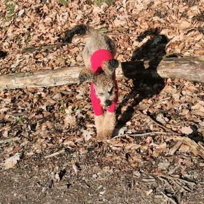 Hundetreffen-Spaziergänge-Bild