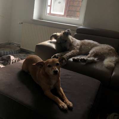 Hundetreffen-Entspanntes kennenlernen-Profilbild
