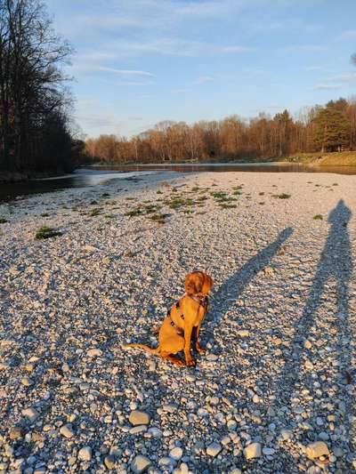 Hundetreffen-Gassirunde für aktive Hunde an der Isar-Bild