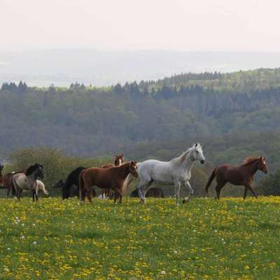 Herdenschutzhunde und Herdi-Mixe-Beitrag-Bild