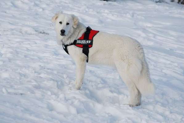 Julius K9 Geschirr-Beitrag-Bild