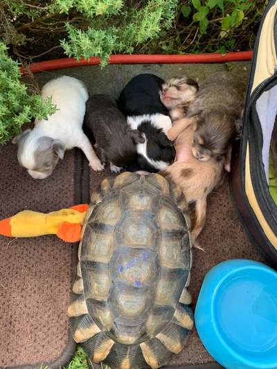 Bilder Hund und andere Tiere-Beitrag-Bild