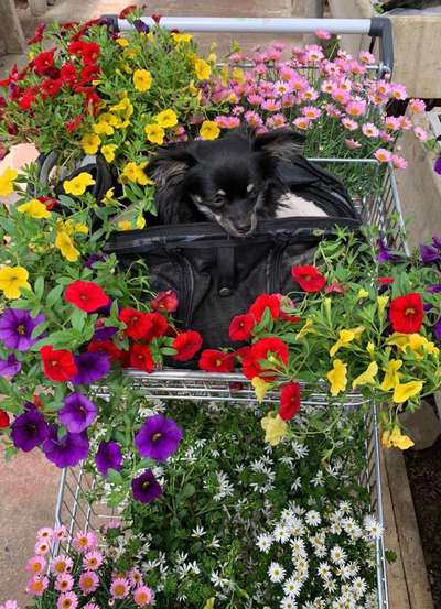 Die Dogorama Kalender Challenge Teil 3/4-Beitrag-Bild