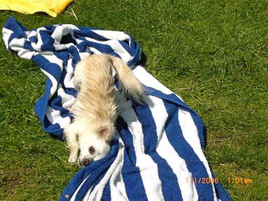 Die Dogorama Wochen Challenge: “Dein Hund im Urlaub”-Beitrag-Bild
