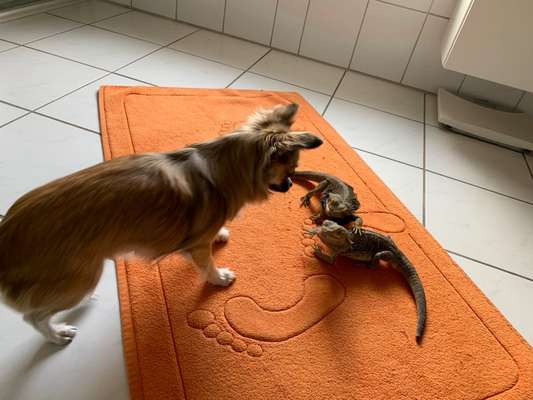 Bilder Hund und andere Tiere-Beitrag-Bild