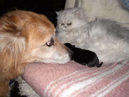 Bilder Hund und andere Tiere-Beitrag-Bild