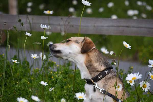 Die Dogorama Monats Challenge "Es grünt und blüht"-Beitrag-Bild