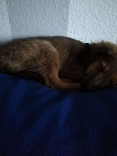 Welpen Bilder !-Beitrag-Bild