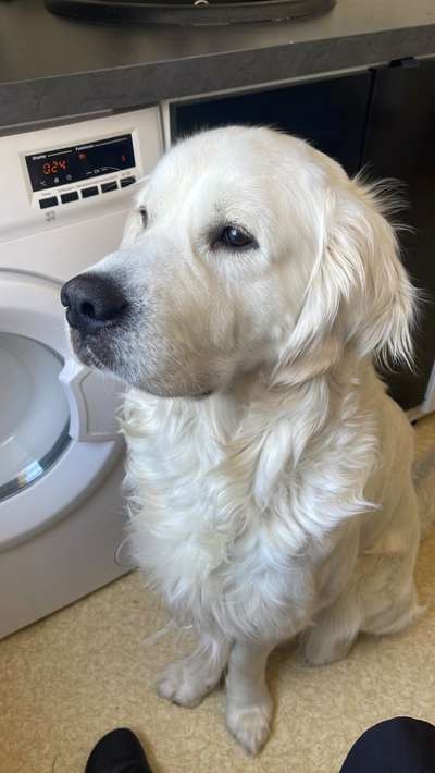 Wie heißt dein Hund?-Beitrag-Bild