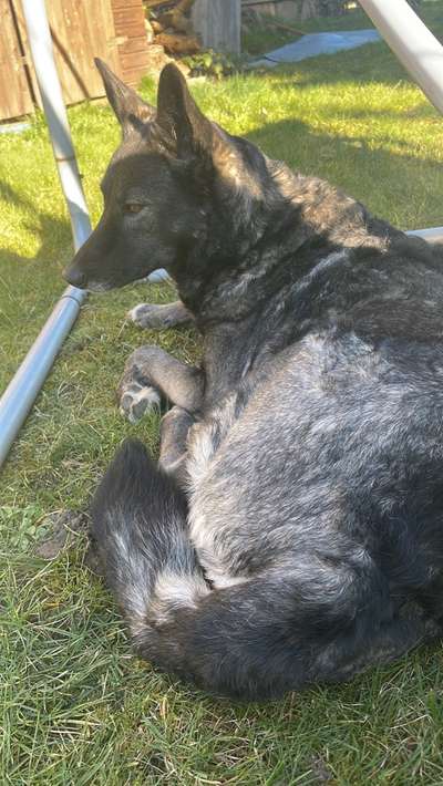 Mischlinge raten - Rätselspaß-Beitrag-Bild