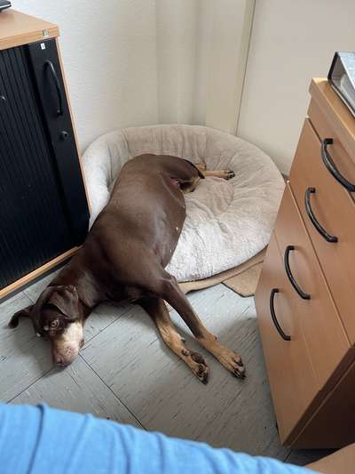 Louisiana Catahoula Leopard Dog-Beitrag-Bild