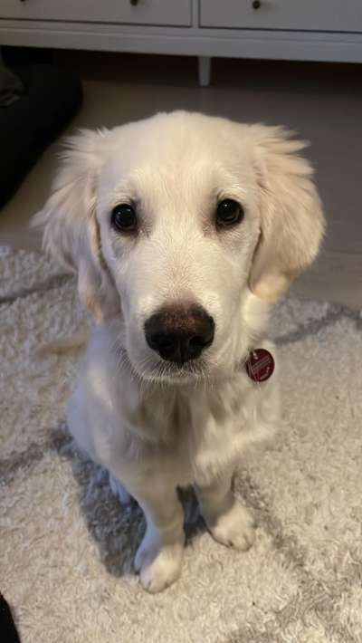 Wo sind die Golden Retriever Liebhaber?-Beitrag-Bild