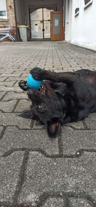Fotosammlung: ,,Der natürliche Hund" Unbearbeitet, ungestellt und in Natura-Beitrag-Bild