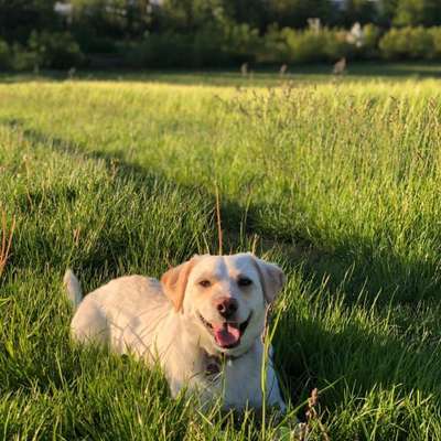 Hundetreffen-Gemeinsame Gassirunde in Leingarten-Bild