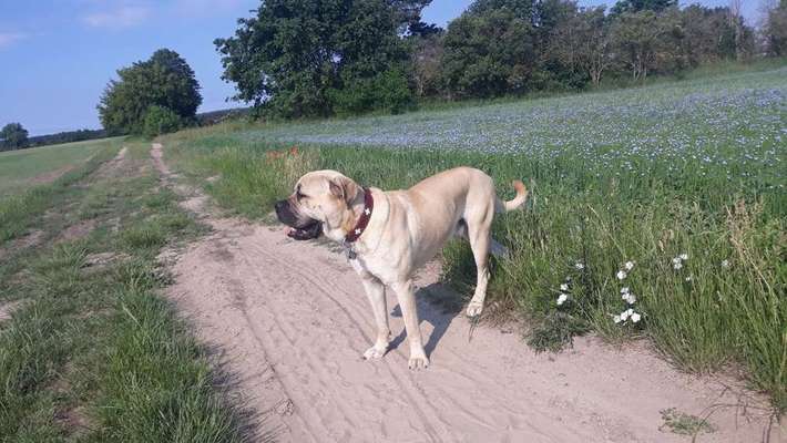 Gassi im Sommer-Beitrag-Bild