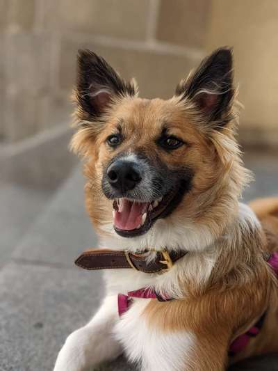 Gibt's hier noch mehr Border Collies???-Beitrag-Bild