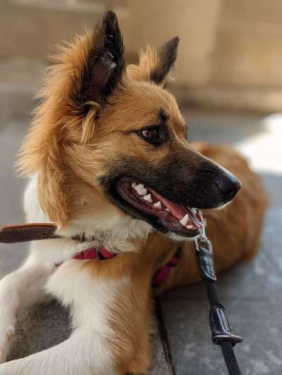 Schäferhund-Beitrag-Bild