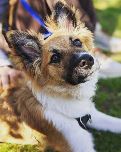 Schäferhund-Beitrag-Bild