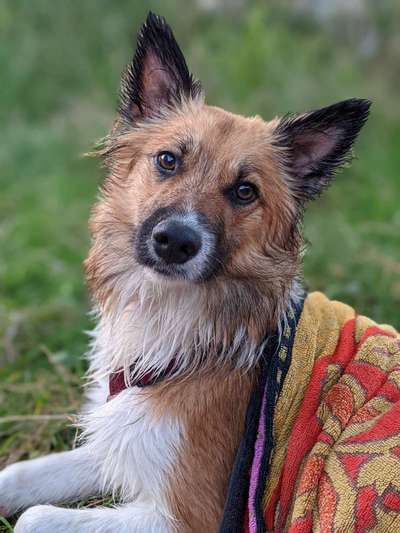 Gibt's hier noch mehr Border Collies???-Beitrag-Bild